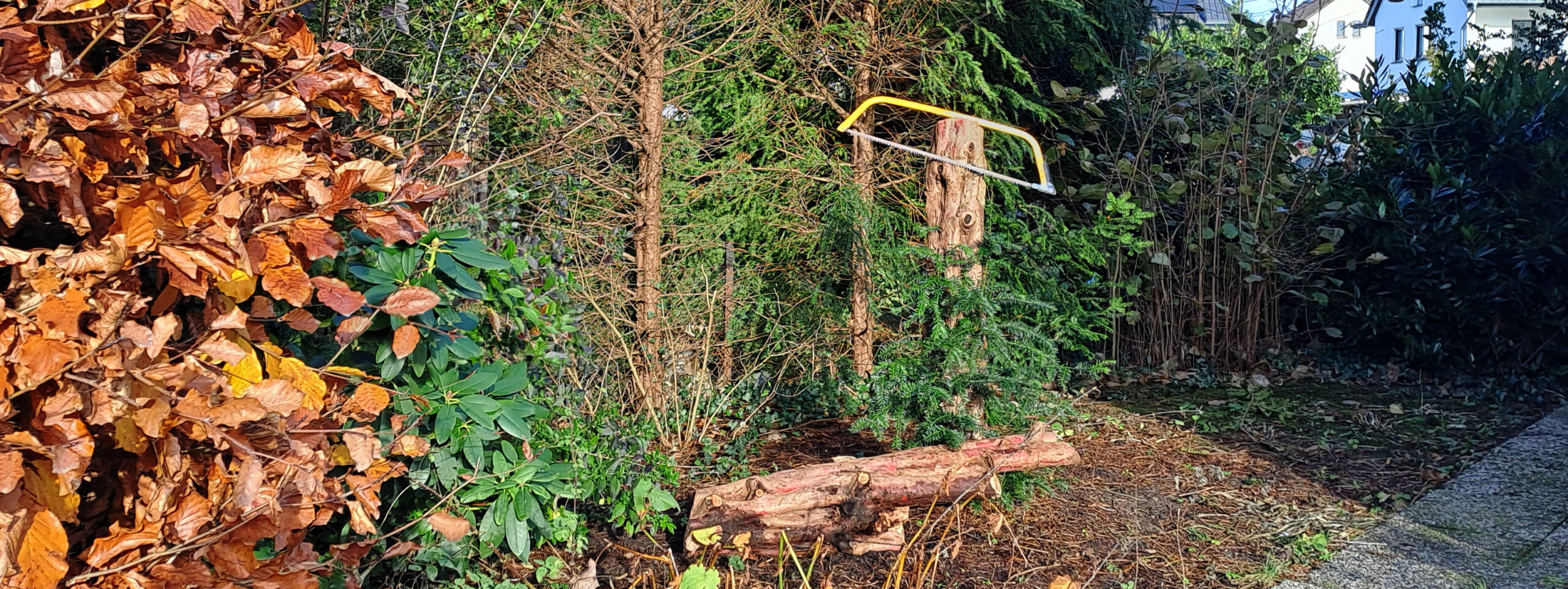 glanzmispel schmale hecke Glanzmispel Red Robin (Photinia x fraseri 'Red Robin') | 125-150 cm im Topf